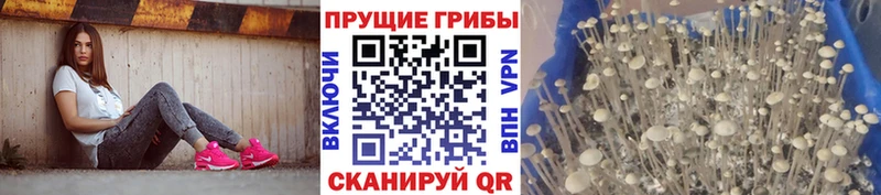 Псилоцибиновые грибы мицелий darknet как зайти Красногорск